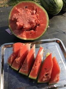 网红吃瓜大集合图片,一场视觉盛宴的狂欢时刻